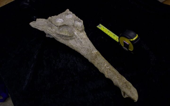 Scientists identify ancient crocodile species linked to the rock used for the Great Sphinx