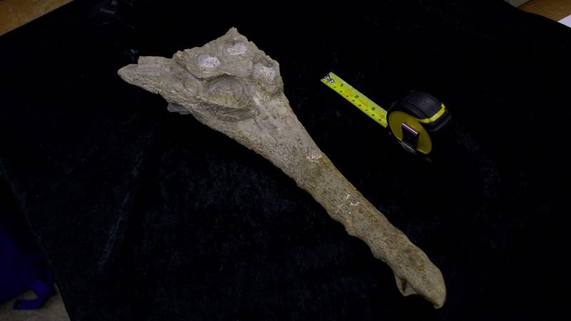 Scientists identify ancient crocodile species linked to the rock used for the Great Sphinx