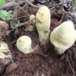 Scientists identify D. rex, a giant fungus species discovered in China