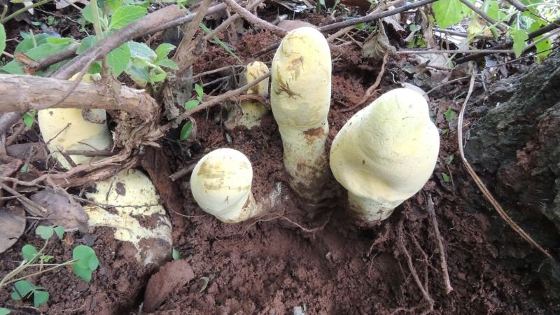 Scientists identify D. rex, a giant fungus species discovered in China