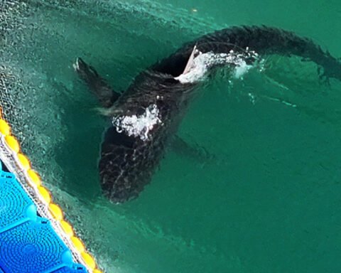 South Korean authorities successfully rescue shark trapped in Busan canal for over a month