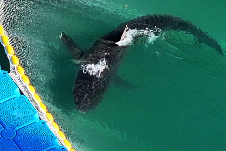 South Korean authorities successfully rescue shark trapped in Busan canal for over a month