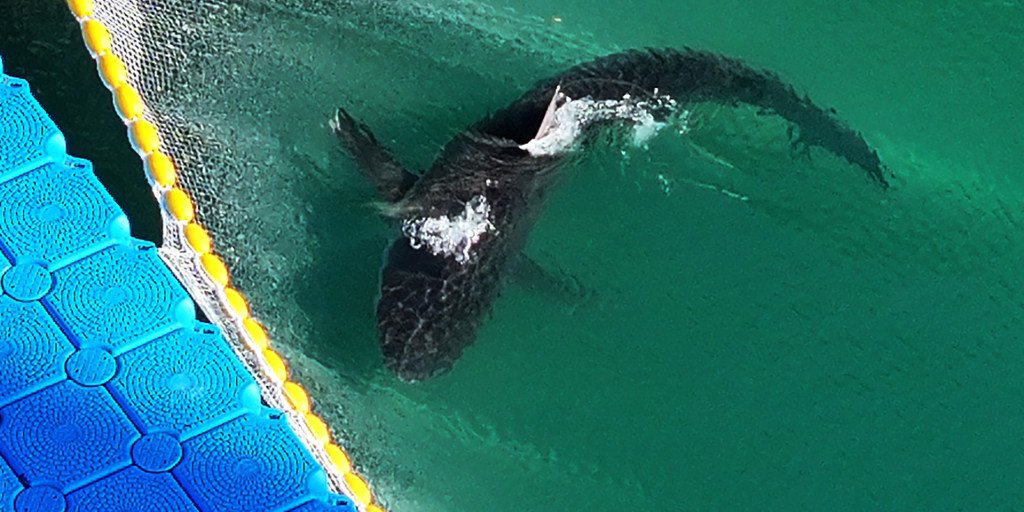 South Korean authorities successfully rescue shark trapped in Busan canal for over a month