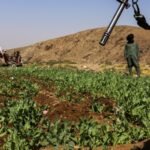 U.N. reports significant rise in Afghanistan's opium cultivation despite Taliban's narcotics ban