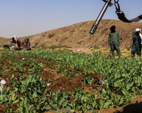 U.N. reports significant rise in Afghanistan's opium cultivation despite Taliban's narcotics ban