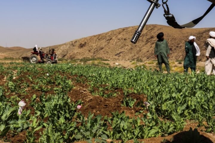 U.N. reports significant rise in Afghanistan's opium cultivation despite Taliban's narcotics ban