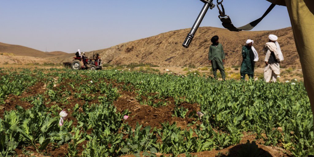 U.N. reports significant rise in Afghanistan's opium cultivation despite Taliban's narcotics ban