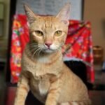 Vietnamese police arrest 12 men in cat meat theft ring in Ho Chi Minh City