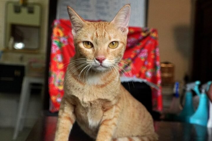 Vietnamese police arrest 12 men in cat meat theft ring in Ho Chi Minh City