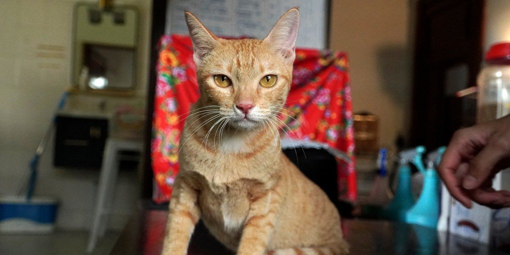 Vietnamese police arrest 12 men in cat meat theft ring in Ho Chi Minh City